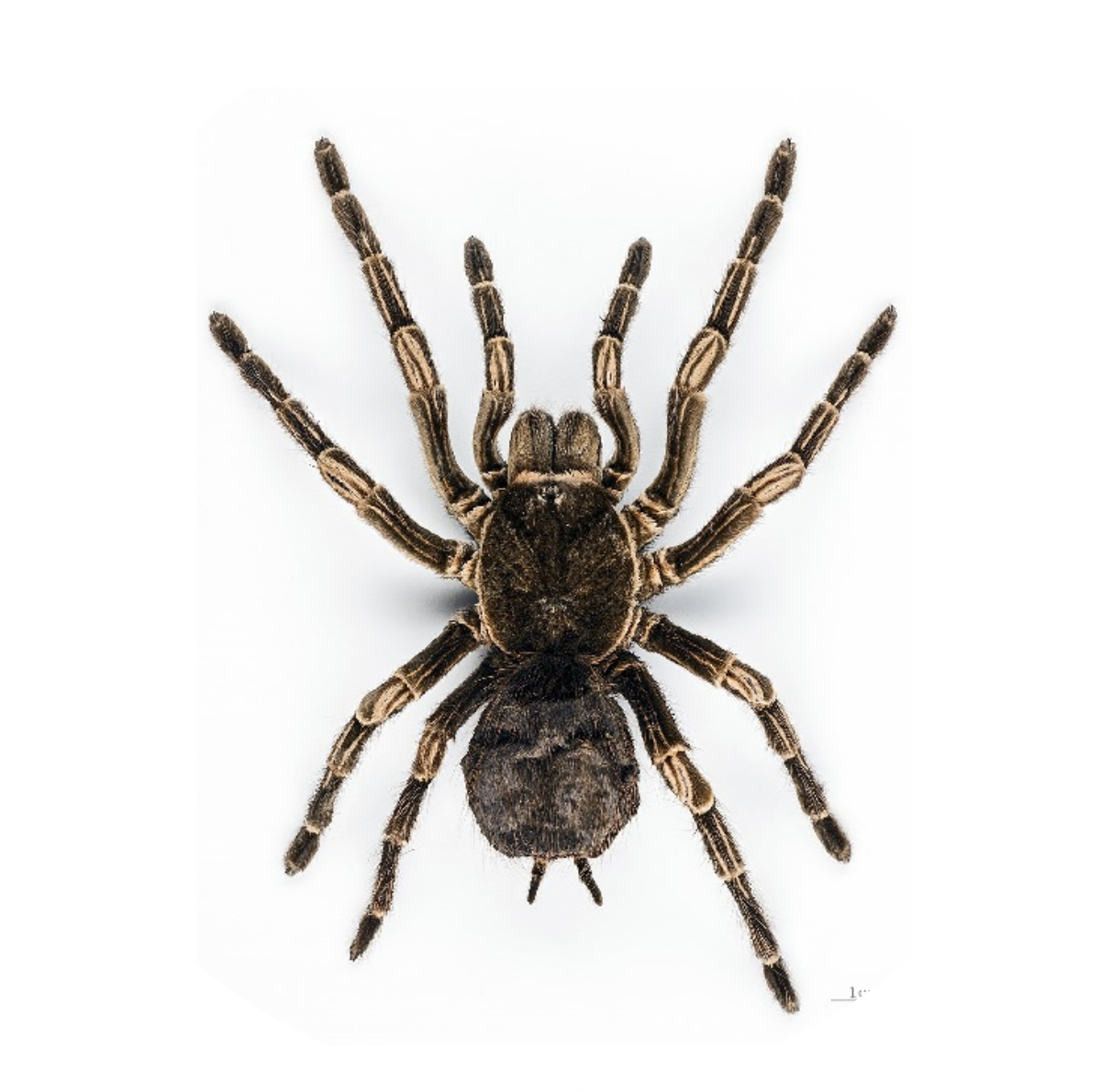 IN MAT - DEDETIZADORA - S1 ARANHAS