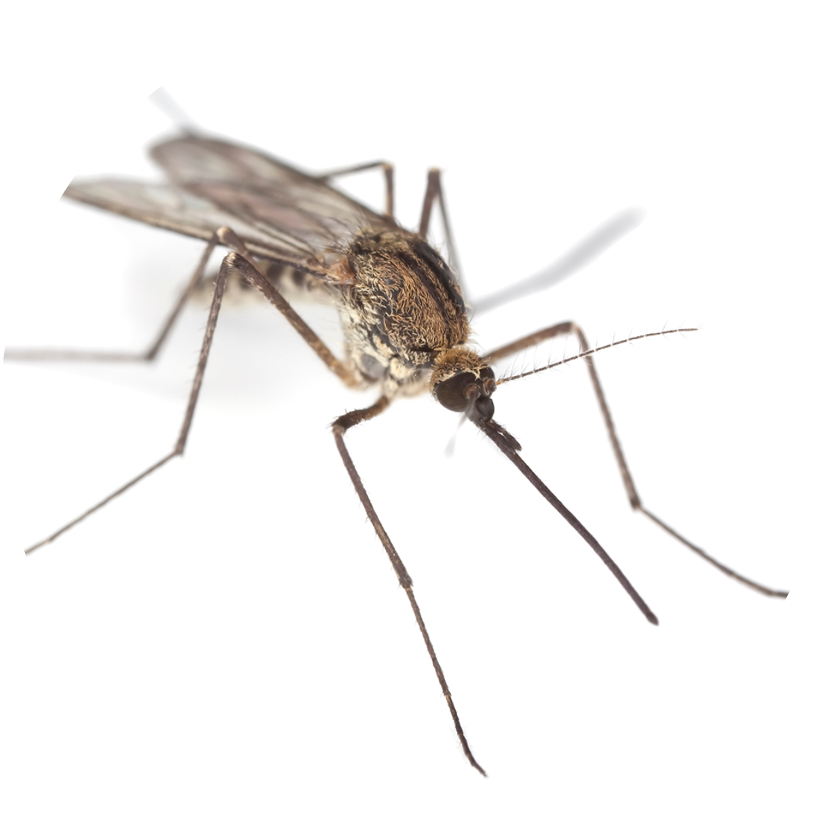 IN MAT - DEDETIZADORA - S1 MOSQUITOS