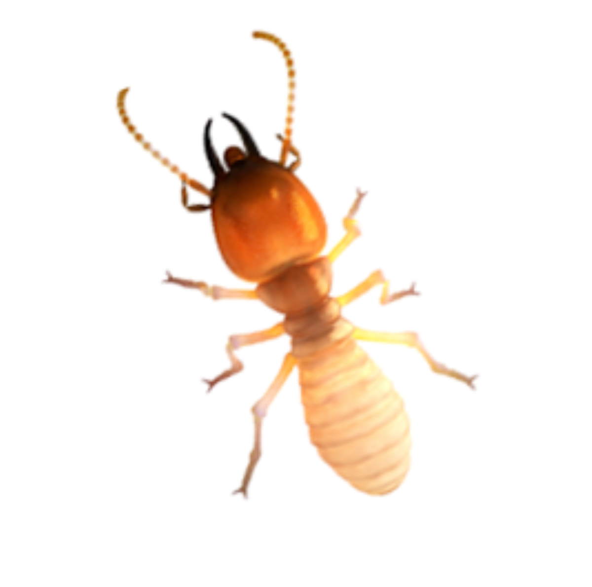 IN MAT - DEDETIZADORA - S1 CUPIM