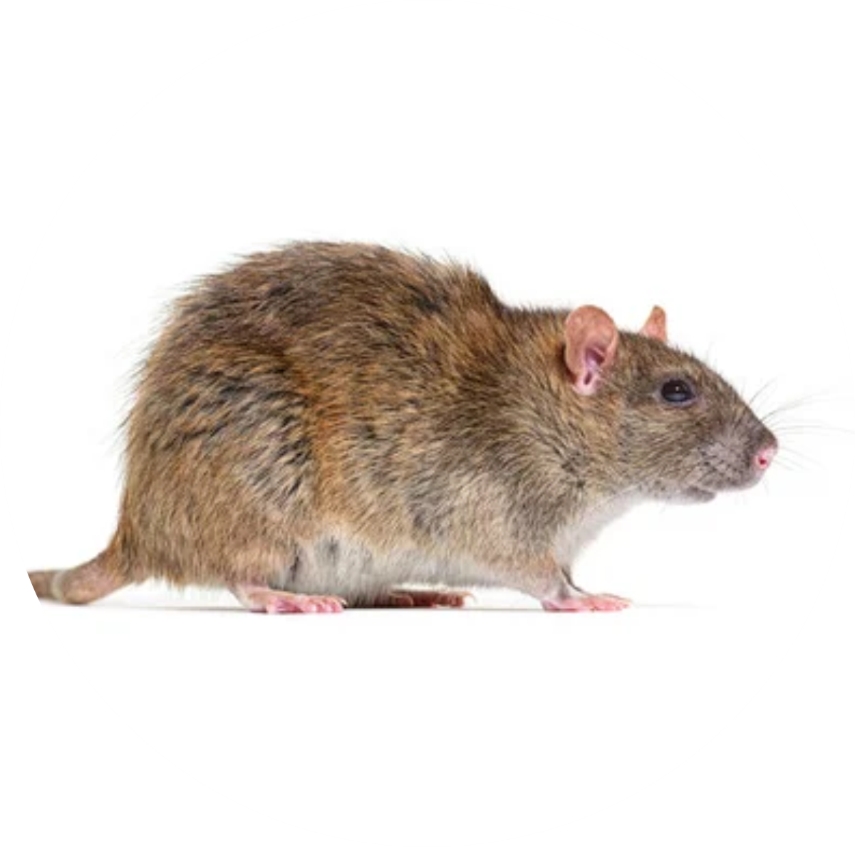 IN MAT - DEDETIZADORA - S1 RATOS